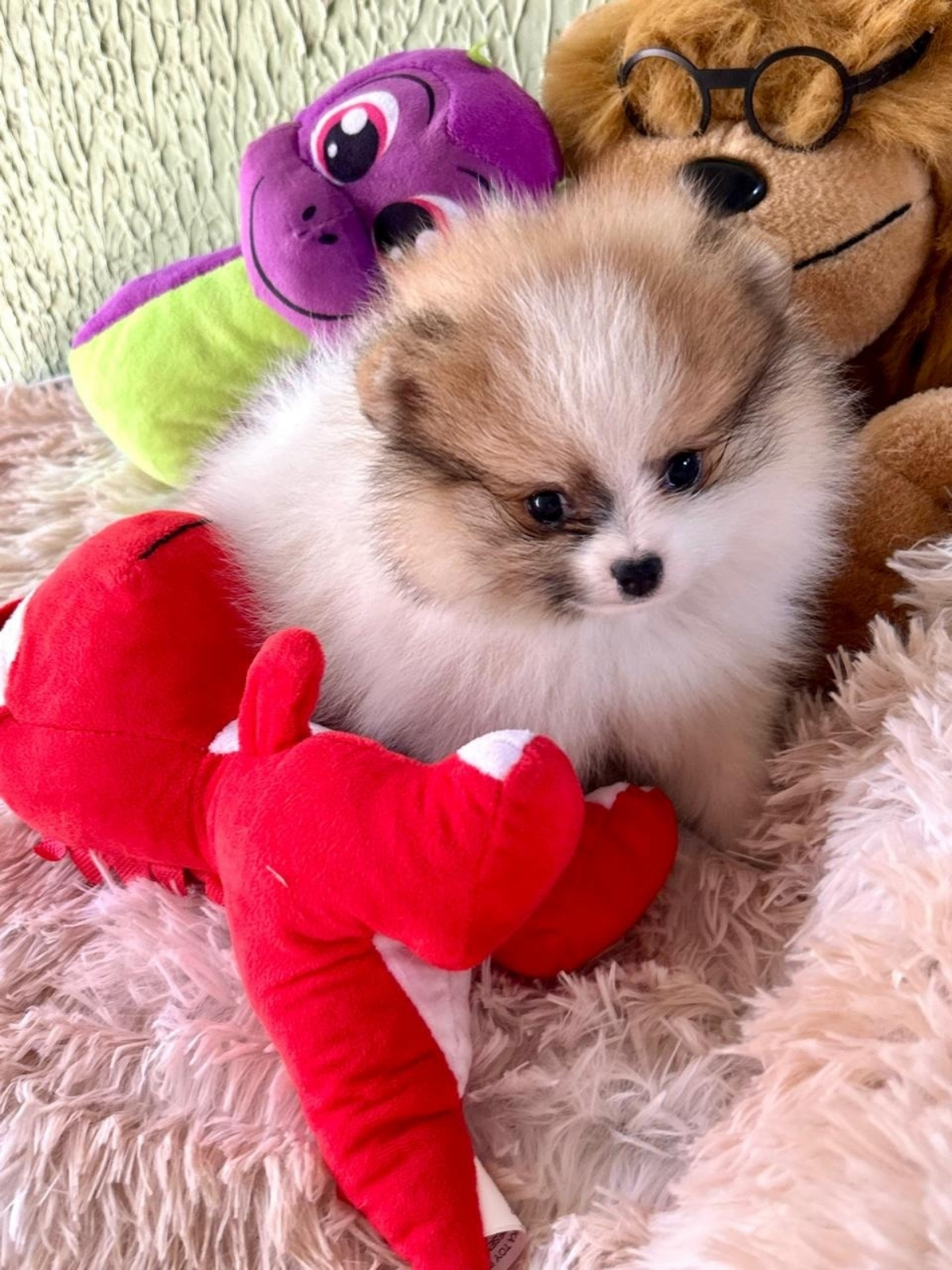 Spitz Alemão e Lulu da Pomerânia